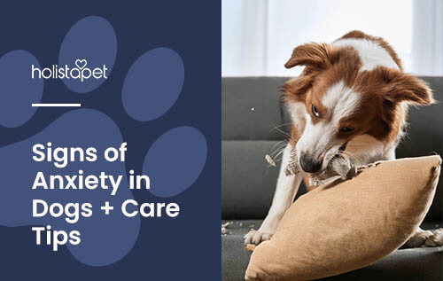 signs of anxiety in dogs (featured blog image by Holistapet) shows a brown and white dog nipping a pillow