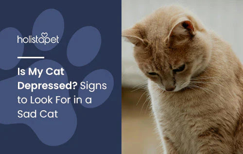 How to spot if your cat is depressed