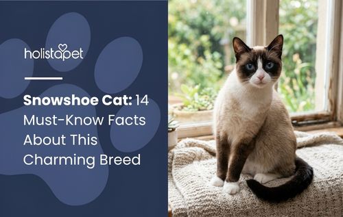 A snowshoe cat with blue eyes sits on a white blanket by a window.