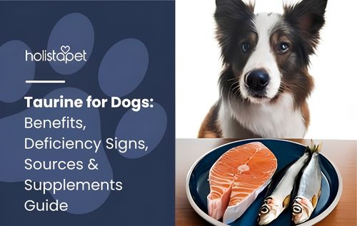 A dog sits above a blue plate with a salmon steak and two small fish, highlighting taurine for dogs as part of a nutritious, protein-rich meal setup.