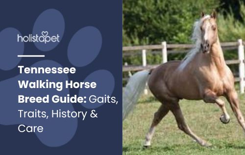 Blog header "Tennessee Walking Horse Breed Guide" with a palomino horse trotting in a fenced paddock.