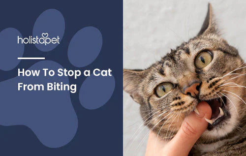 How to lessen the biting aggression