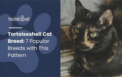 Close-up of a tortoiseshell cat breed with black, orange, and cream fur patterns and bright green eyes staring directly at the camera