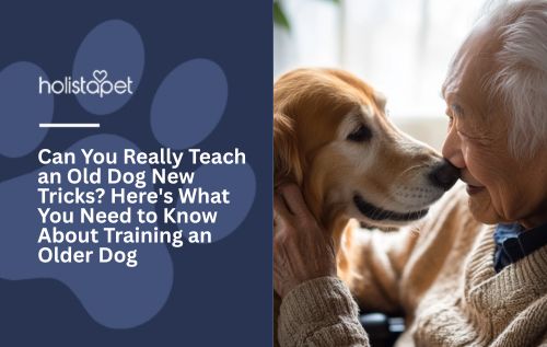 Can You Really Teach an Old Dog New Tricks? Here's What You Need to Know About Training an Older Dog