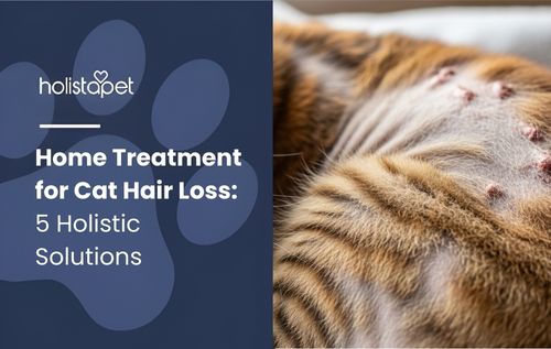 Close-up of a tabby cat's shaved belly with several red bumps visible, highlighting potential skin irritation while emphasizing awareness and treatment for hair loss in cats for better pet care and wellness.