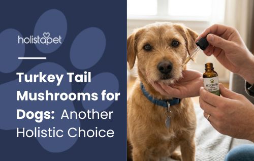 HolistaPet blog header "Turkey Tail Mushrooms for Dogs" with a person giving a HolistaPet CBD oil dropper to a terrier.
