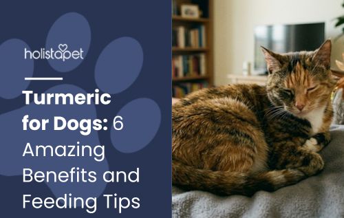 HolistaPet blog header "Turmeric for Dogs" with a calico cat curled up resting on a bed indoors.