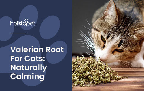 Valerian root for cats (Holistapet featured image), grey and white cat sniffing dried ground up valerian plant