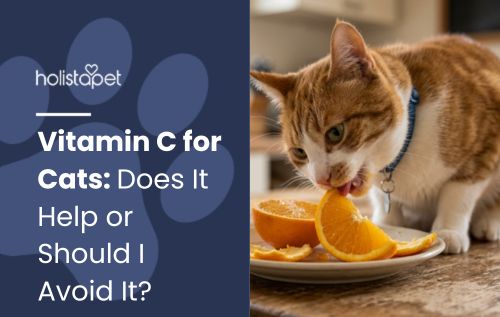 Vitamin C for Cats: Does It Help or Should I Avoid It?