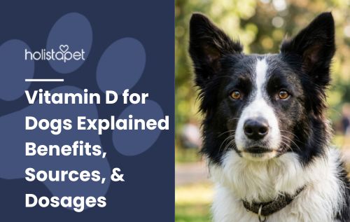 HolistaPet blog header "Vitamin D for Dogs" with a black-and-white Border Collie outdoors