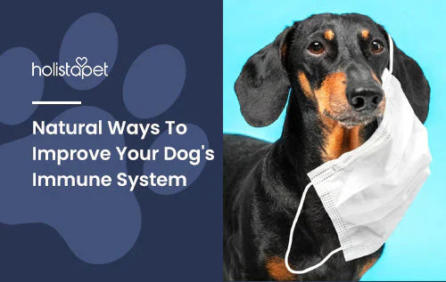 Information on Ways To Improve Your Dog's Immune