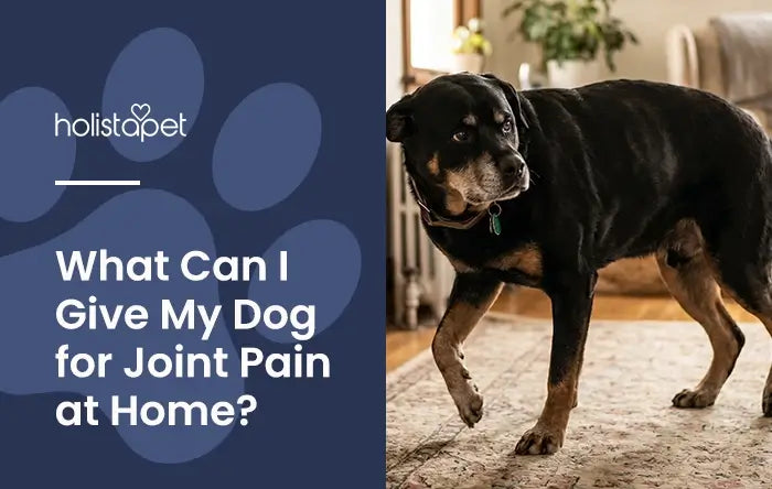 What Can I Give My Dog for Joint Pain at Home? Featured blog image by Holistapet. Shows a Rottweiler dog with stiff posture and slight limp.