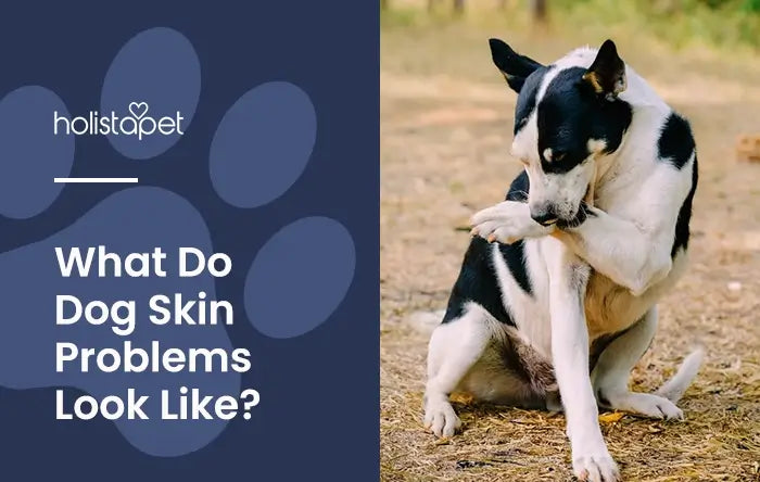 Holistapet featured image for "what do dog skin problems look like" blog. Show a black and white dog biting at its paw, the dog is outside.