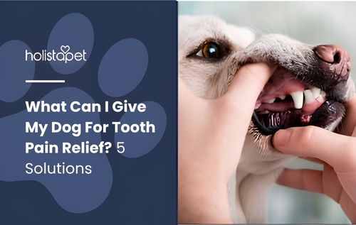 Close-up of a white dog’s teeth and gums during a dental check.