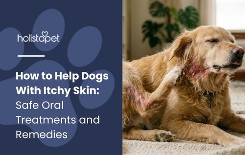 HolistaPet blog header "How to Help Dogs With Itchy Skin" with a golden retriever lying on carpet indoors