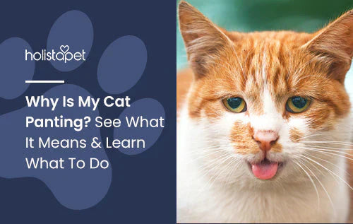 Cat panting and what does it mean
