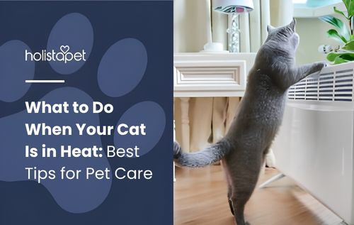 A gray cat standing on its hind legs, reaching up toward a plant on a counter, showing curious and restless behavior often associated with what to do when your cat is in heat, in a cozy indoor home setting with natural lighting.