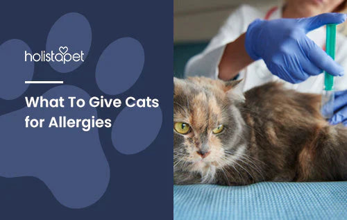 how to help your cat deal with allergies