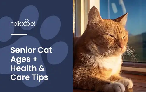 how to take care of your senior cat