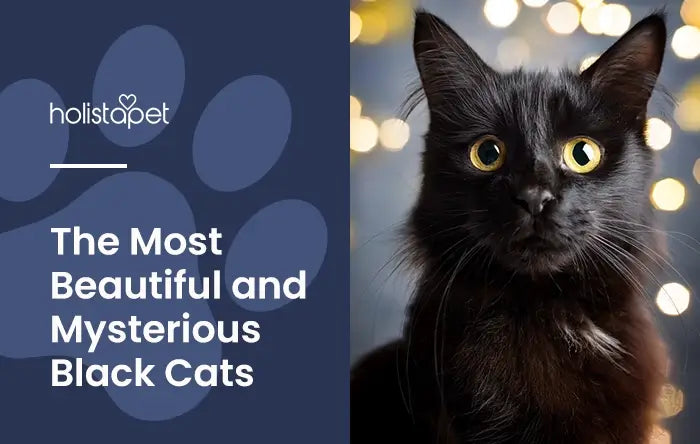 Holistapet featured image for "which black cat breeds are the most beautiful and mysterious" blog. Shows a black cat facing forward with twinkling lights behind it..