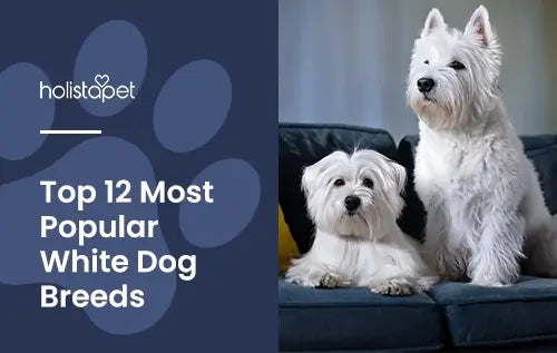 "White Dog Breeds" featured blog image by Holistapet. Shows two white dogs on a blue couch.