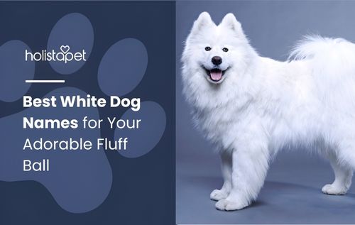 Fluffy white Samoyed dog with tongue out against gray background, perfect inspiration for white dog names.