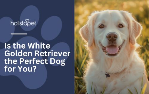 Is the White Golden Retriever the Perfect Dog for You?