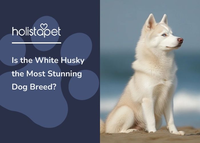 A white Husky sitting down on a beach.
