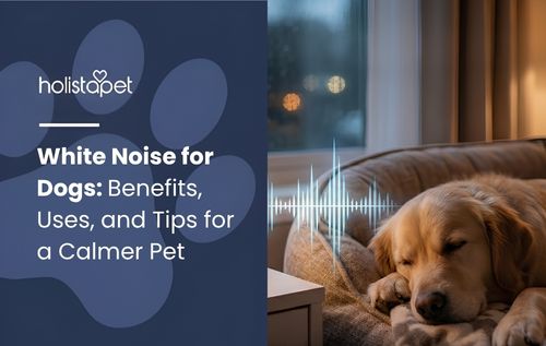A golden retriever sleeps peacefully on a couch near a window, with soft light illuminating its fur.
