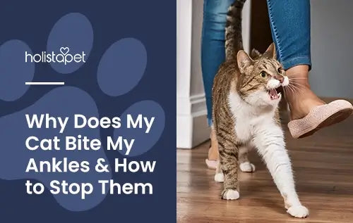 Why does My Cat Bite My Ankles? Featured blog image by Holistapet. Shows a gray and white cat trying to bite a woman's ankle.
