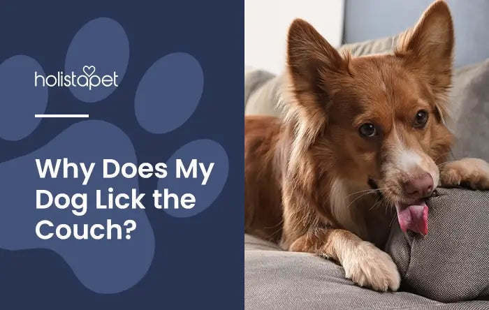 Why Does My Dog Lick The Couch featured blog image by Holistapet. Shows a medium sized, brown dog licking a couch cushion.