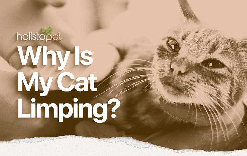 Why Is My Cat Limping? Causes, Prevention, & Treatment