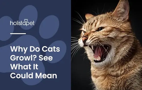 What does cat growling mean?