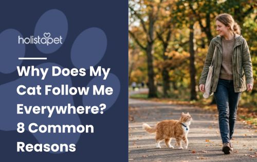Why Does My Cat Follow Me Everywhere? 8 Common Reasons