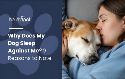why does my dog sleep against me (featured blog image by Holistapet) shows a dog sleeping with its owner