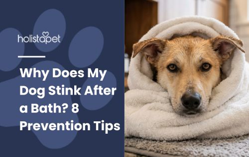 Why Does My Dog Stink After a Bath? 8 Prevention Tips