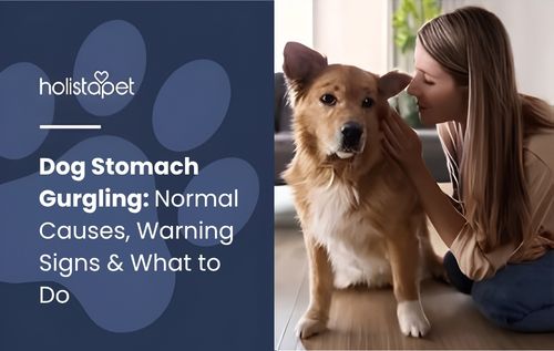 HolistaPet featured image showing a woman comforting a dog with the text “Dog Stomach Gurgling: Normal Causes, Warning Signs & What to Do.”