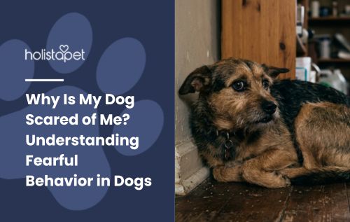 HolistaPet blog header "Why Is My Dog Scared of Me?" with tan and black terrier lying on a wood floor