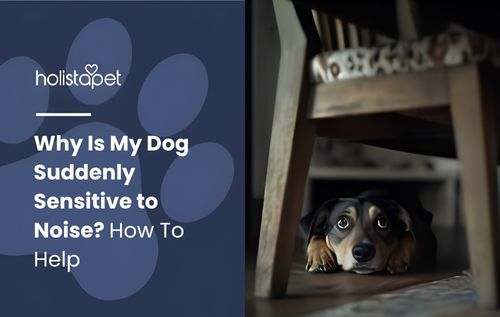 Small dog sleeping under a chair in a cozy home setting illustrating why is my dog suddenly sensitive to noise.