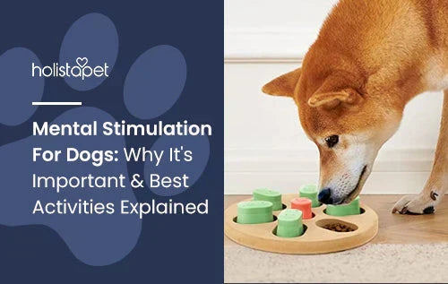 mental stimulation for dogs (featured blog image by Holistapet) shows a brown dog sniffing a dog puzzle