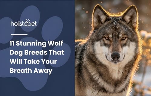 A close-up portrait of a wolf dog in a snowy forest, with soft sunlight illuminating its fur and snowflakes falling around it.