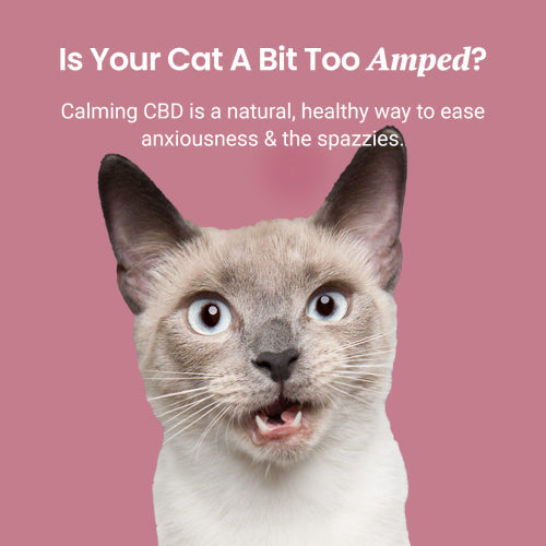 Chicken Flavored CBD Oil for Cats