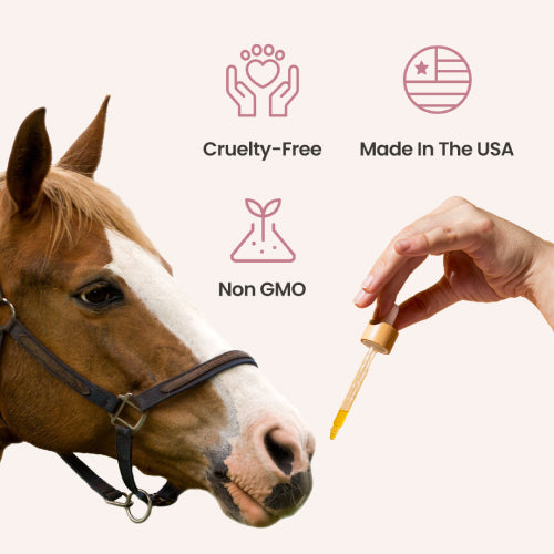 CBD Oil for Horses - HolistaPet