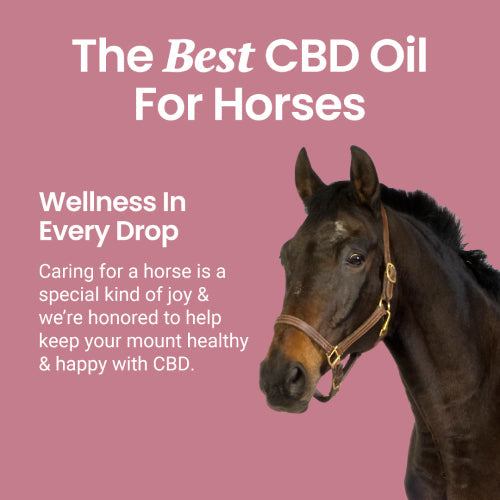 CBD Oil for Horses - HolistaPet
