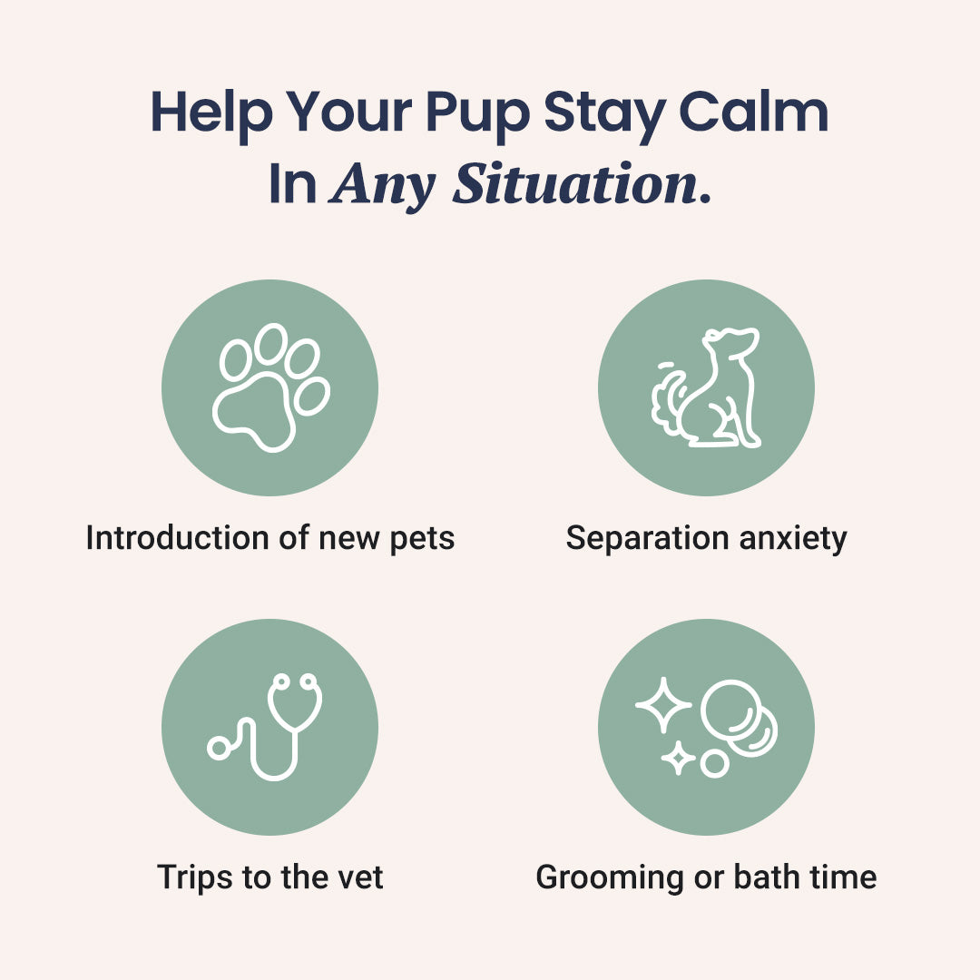 CBD Dog Treats for Anxiety - HolistaPet