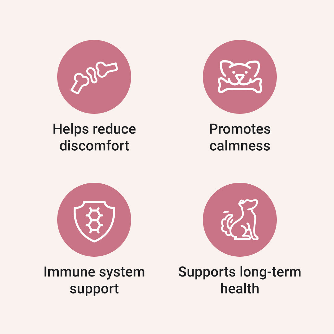 HolistaPet CBD oil for dogs in a bottle, with an infographic showing dosage and benefits of CBD oil for canine health.