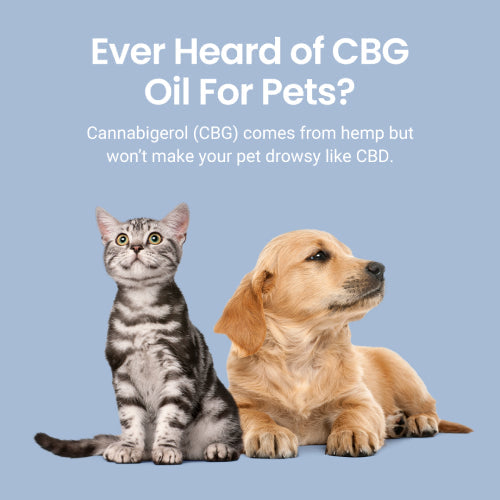 CBG Oil for Dogs and Cats