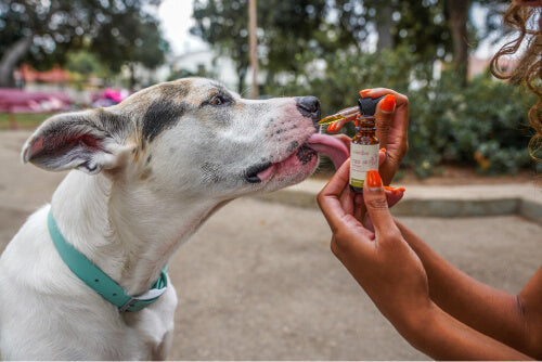 cbd oil for dogs