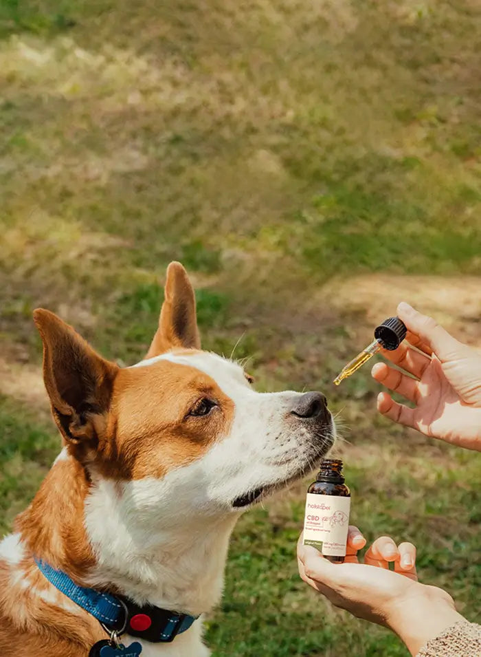 Dog looking at a bottle of CBD oil held by a person outdoors.