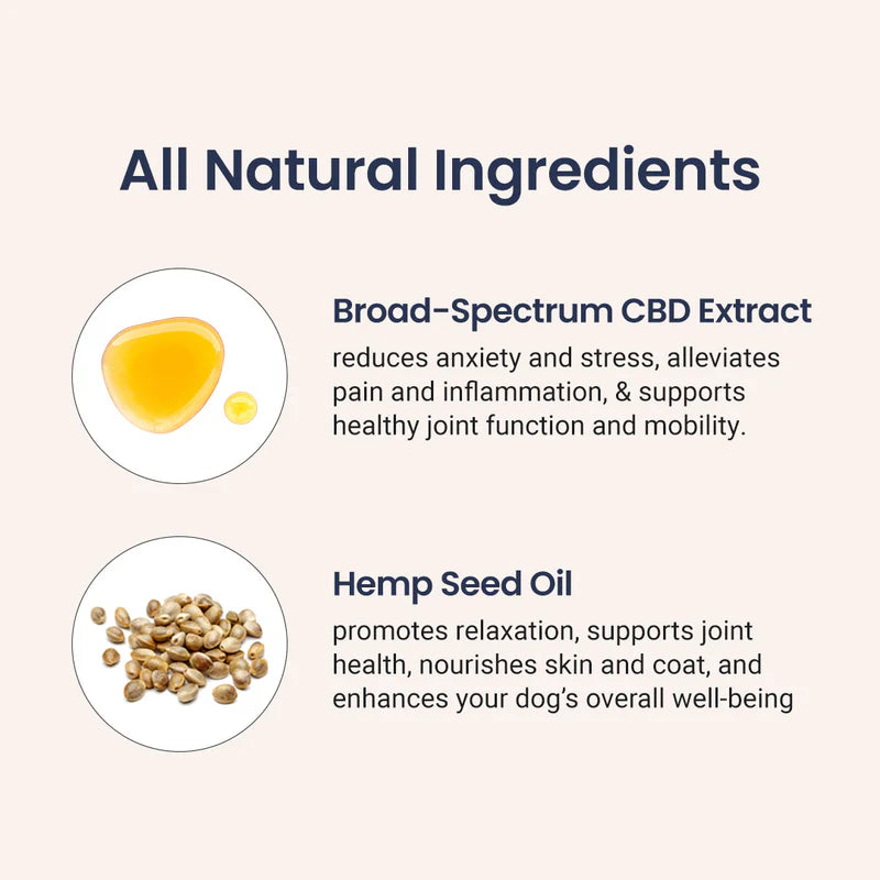 Infographic showing HolistaPet CBD Oil for Dogs, highlighting benefits and usage details for canine health support.